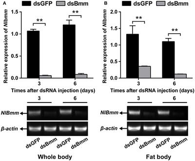 Deficiency of Brummer Impaires Lipid Mobilization and JH-Mediated Vitellogenesis in the Brown Planthopper, Nilaparvata lugens